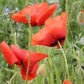 Roter Feldmohn
